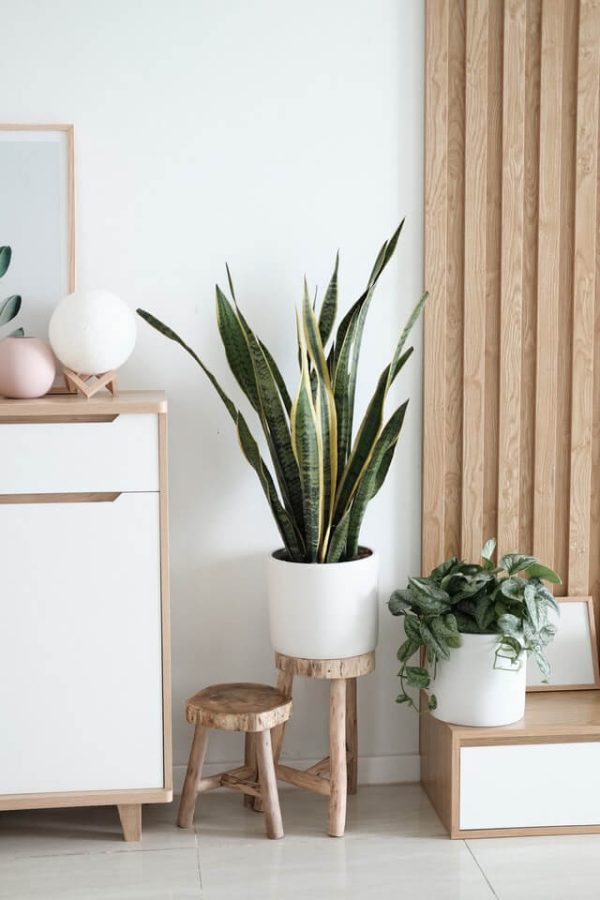 Sansevieria Golden Flame – Image 2